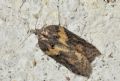 Acleris hastiana